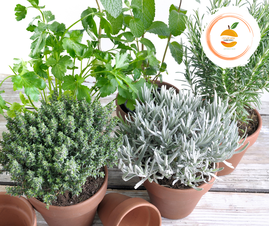 PIANTE AROMATICHE ( BASILICO – MENTA – SALVIA – ROSMARINO )