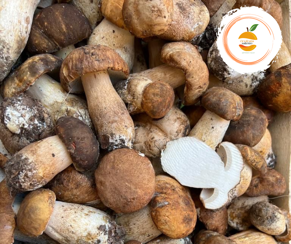 FUNGHI PORCINI FRESCHI