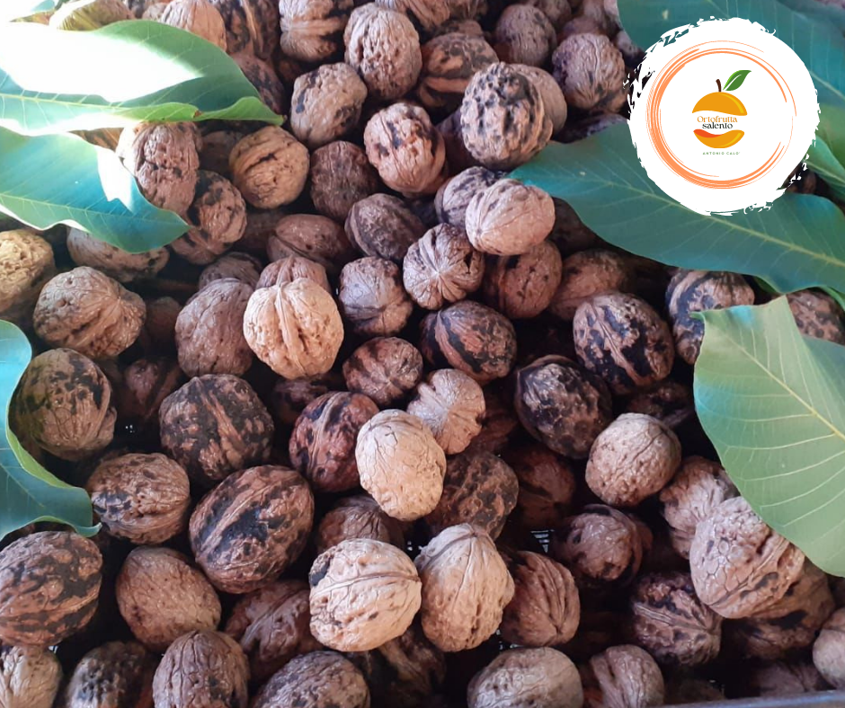 NOCI GIGANTI FRESCHE PANUZZARA SICILIA